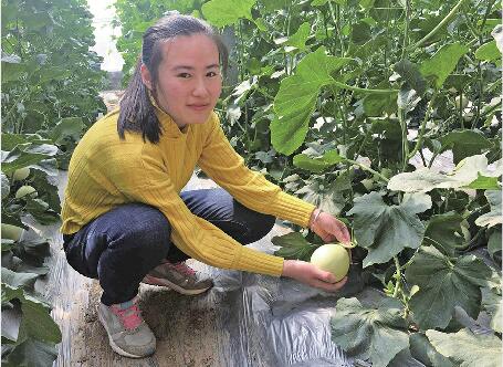 章丘高官寨甜瓜飘香,采摘游客笑称"甜过初恋"