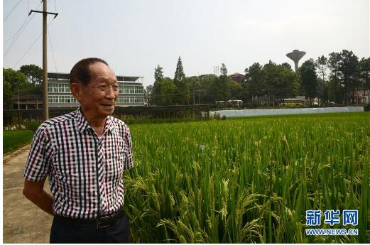 一颗稻谷里的爱国情怀——记“杂交水稻之父”袁隆平