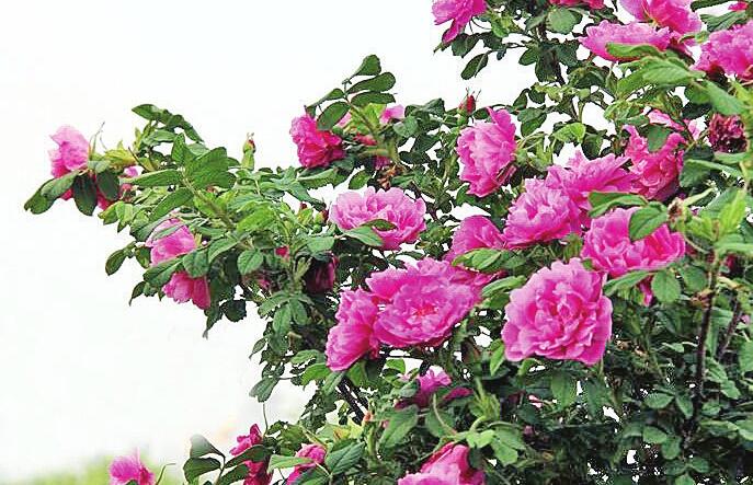 加长版五一假期引爆假日旅游市场