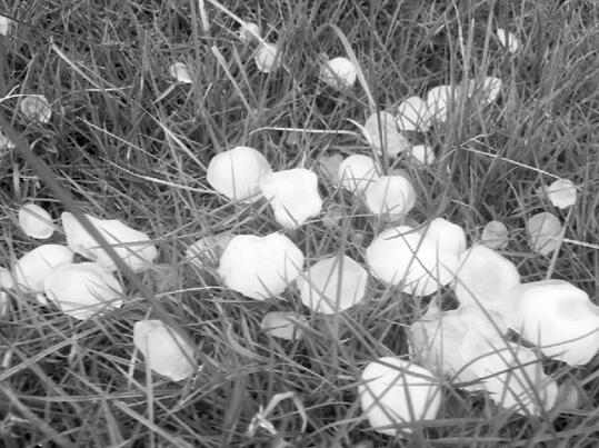 什么情况？温州冰雹砸伤学生 目击者：太恐怖了大家只顾着逃命