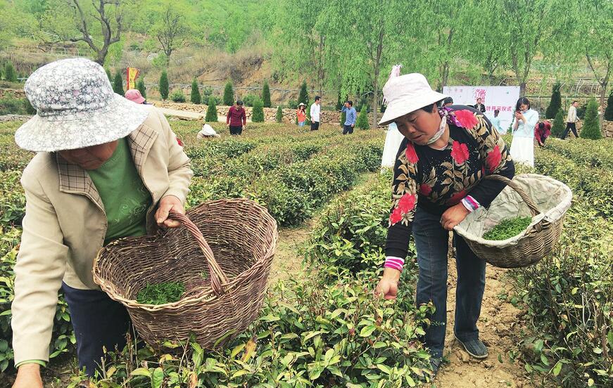 贫困村中断50年的茶文化借势再兴——茶香又飘张家庄