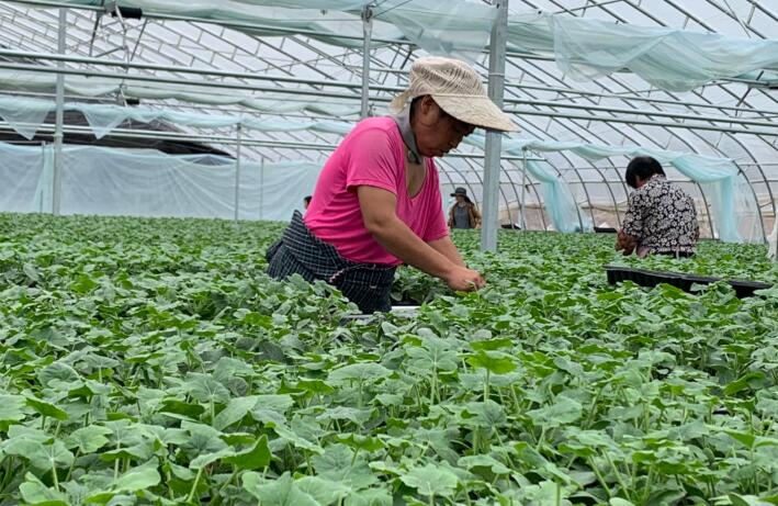 韩吉书：回乡创业只为让农业更美好