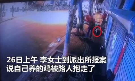 能下金蛋吗？9000元宠物鸡被偷 找到时正要下锅鸡毛已拔秃