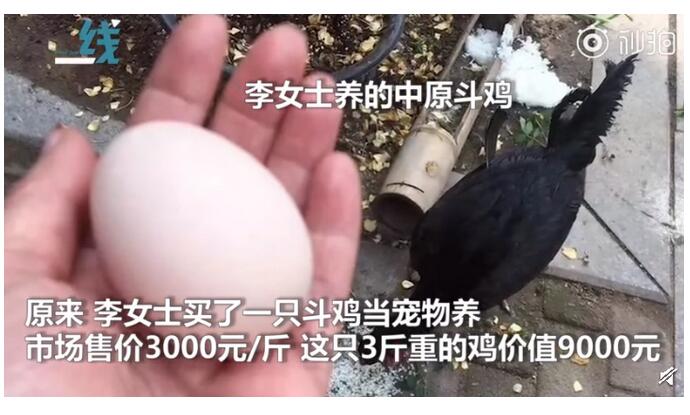 惊呆了!9000元宠物鸡被偷什么情况?详情始末曝光这真相让人想哭