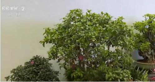 史上首次！300多种珍稀濒危植物共同亮相世园会