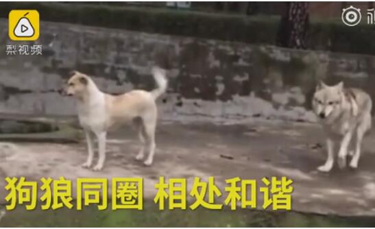 动物园以狗充狼 中华田园犬狼窝里四处转悠