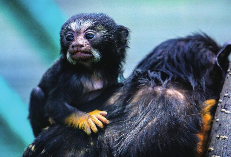 济南野生动物世界萌宝登场精彩继续
