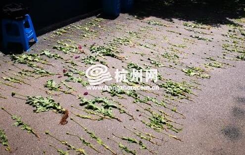 66岁老人为治牙疼种了1285株罂粟，结果被刑拘了