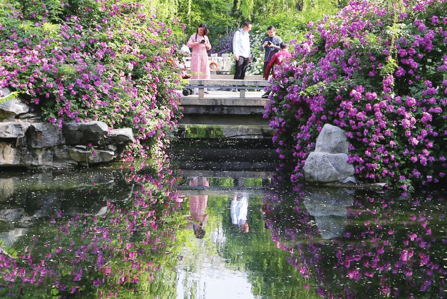 花开泉城满眼醉 
