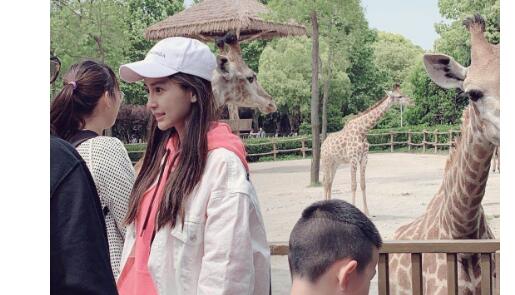 这到底是个什么梗?Baby逛动物园 详情始末曝光真相了