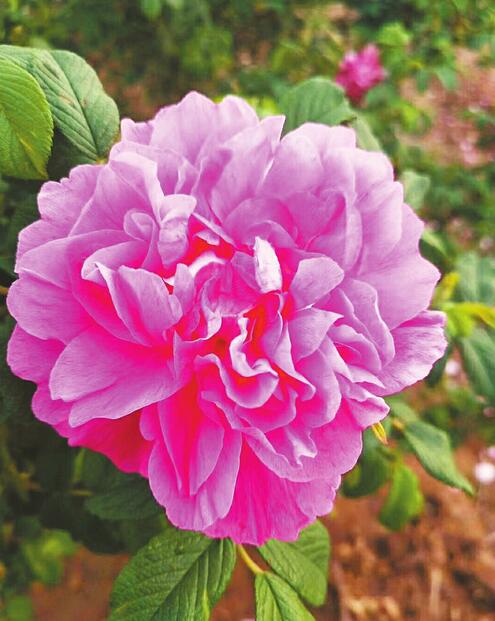 [济南故事] 平阴玫瑰甲天下 玫瑰制品亦非凡