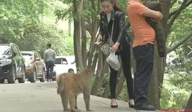 扎心凉凉!游客被猴抢走手机什么情况?详情始末曝光让人无可奈可