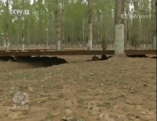 焦点访谈丨除了奇花异草，世园会还看啥？