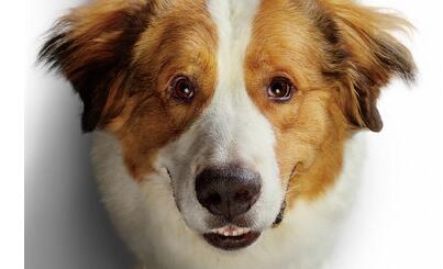 《一条狗的使命2》曝回归版预告 掀起一场暖心风暴