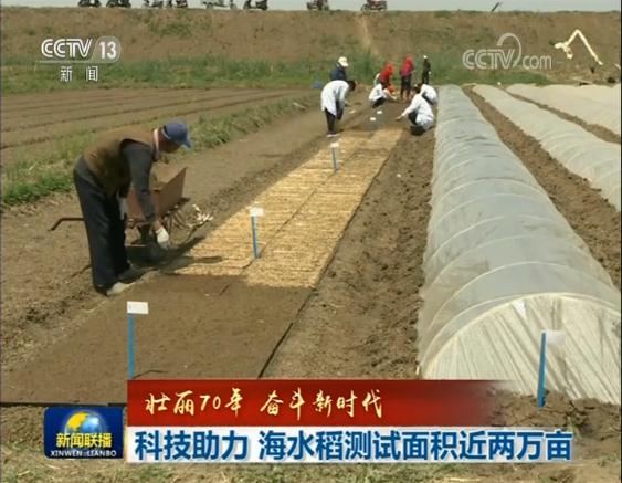 【壮丽70年 奋斗新时代】科技助力 海水稻测试面积近两万亩