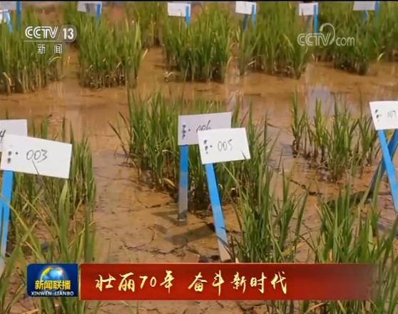 【壮丽70年 奋斗新时代】科技助力 海水稻测试面积近两万亩