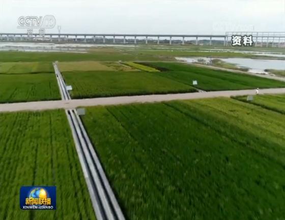 【壮丽70年 奋斗新时代】科技助力 海水稻测试面积近两万亩