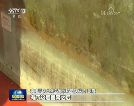 【壮丽70年 奋斗新时代】科技助力 海水稻测试面积近两万亩