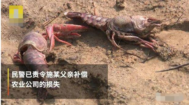 实名制愤怒!熊孩子毒死千斤小龙虾,父亲道歉反惹众人怒