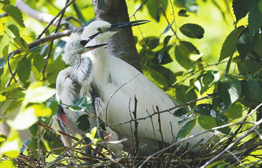 动物园:市鸟翩翩起舞成风景