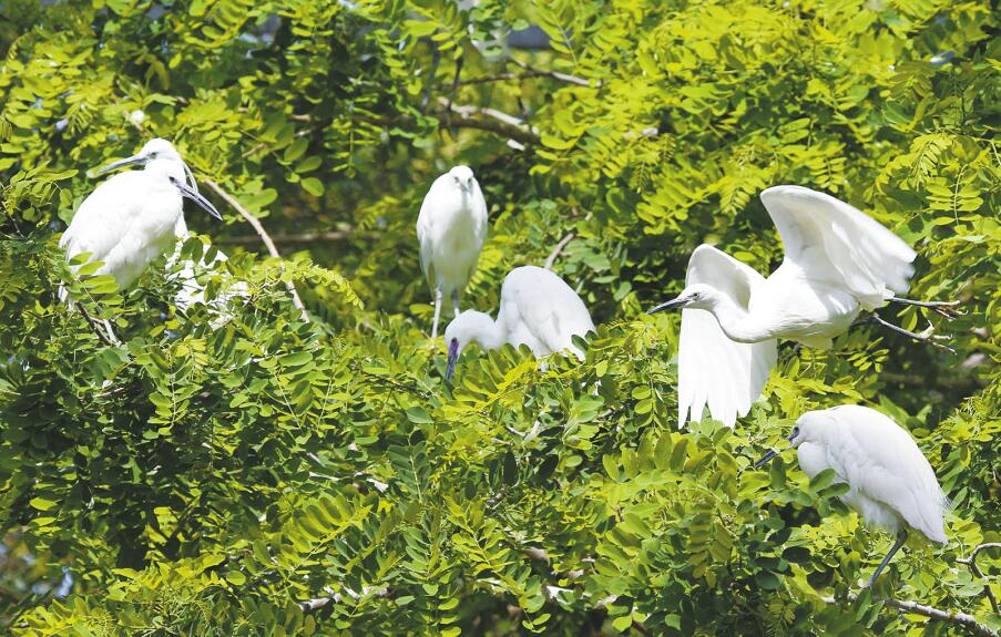 动物园:市鸟翩翩起舞成风景