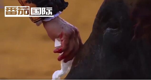 惊呆了！杀公牛前擦干血泪到底什么情况？详情始末真相曝光