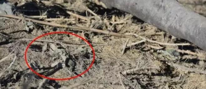 新闻联播动人一幕！他向总书记敬上特殊军礼