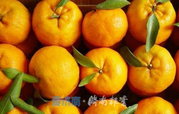 【我在湘西种棵树】“十佳义工”带头,托起湘西果农致富梦想