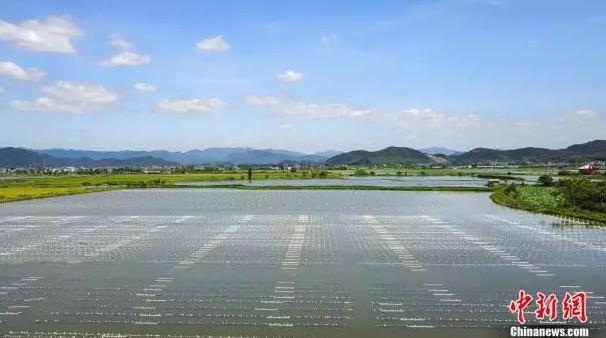珍珠、童裝、羽毛球……產量領先全球,浙江超猛小鎮橫掃全世界!