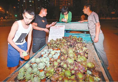妻子患尿毒症 济南一男子深夜路边卖多肉植物筹治疗费