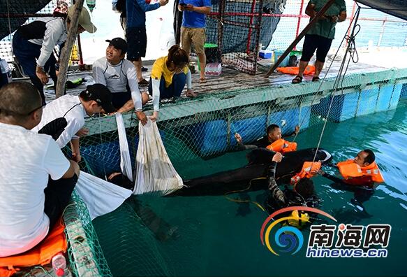 令人心痛！三亚领航鲸死亡是什么情况 受伤严重在大海中无法平衡