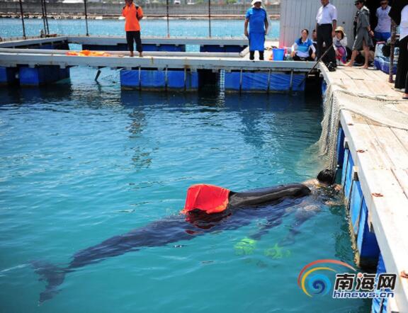 令人心痛！三亚领航鲸死亡是什么情况 受伤严重在大海中无法平衡