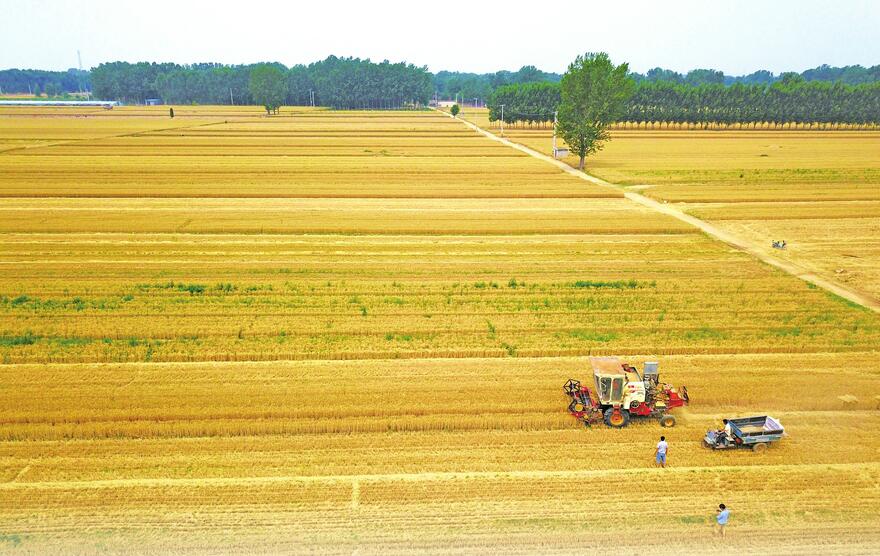 开镰了！麦穗儿黄“三夏”抢收忙