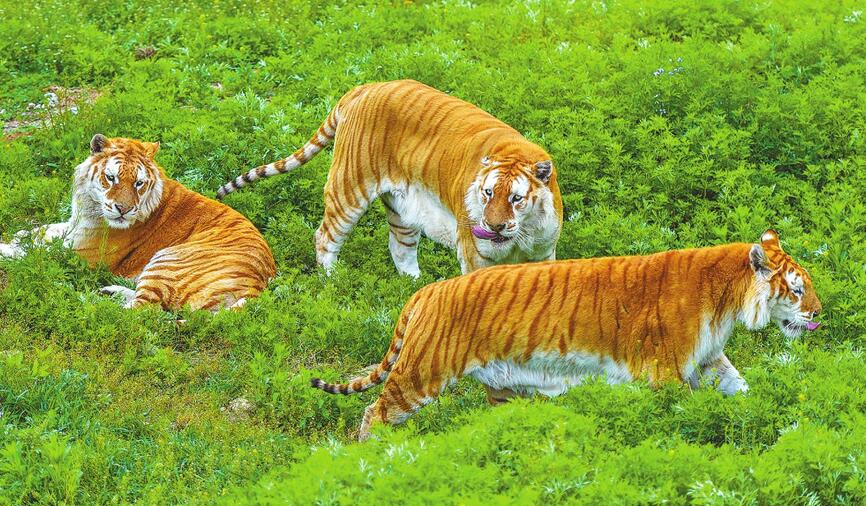 夜探动物城露营美食节 野生动物世界邀您嗨起来