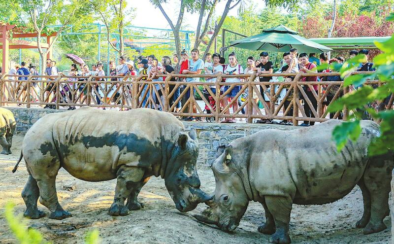 夜探动物城露营美食节 野生动物世界邀您嗨起来