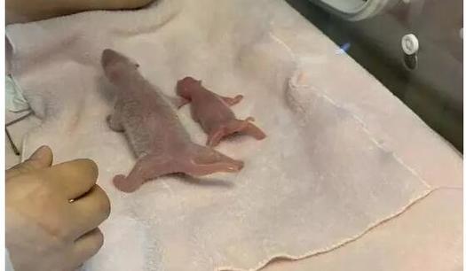 简直萌化了！全球最小熊猫幼仔在成都出生 不足一颗鸡蛋重