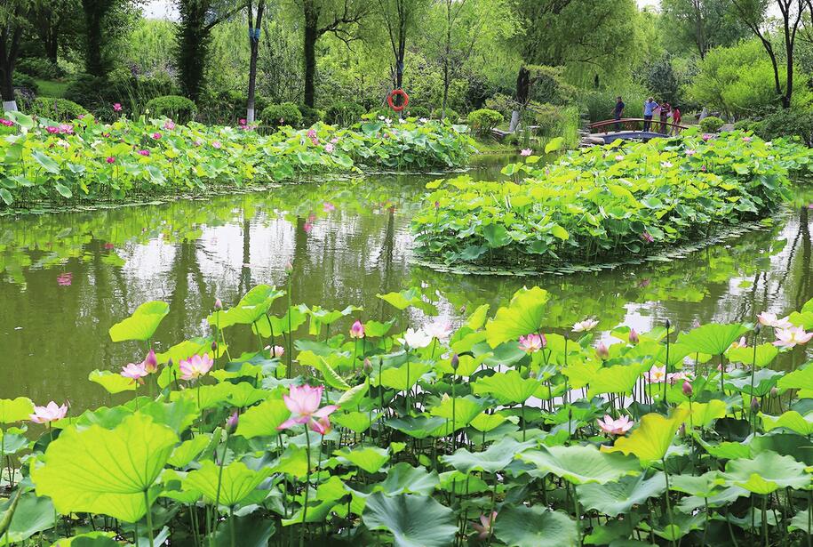 游人在济南植物园内的水生植物园赏荷观景.