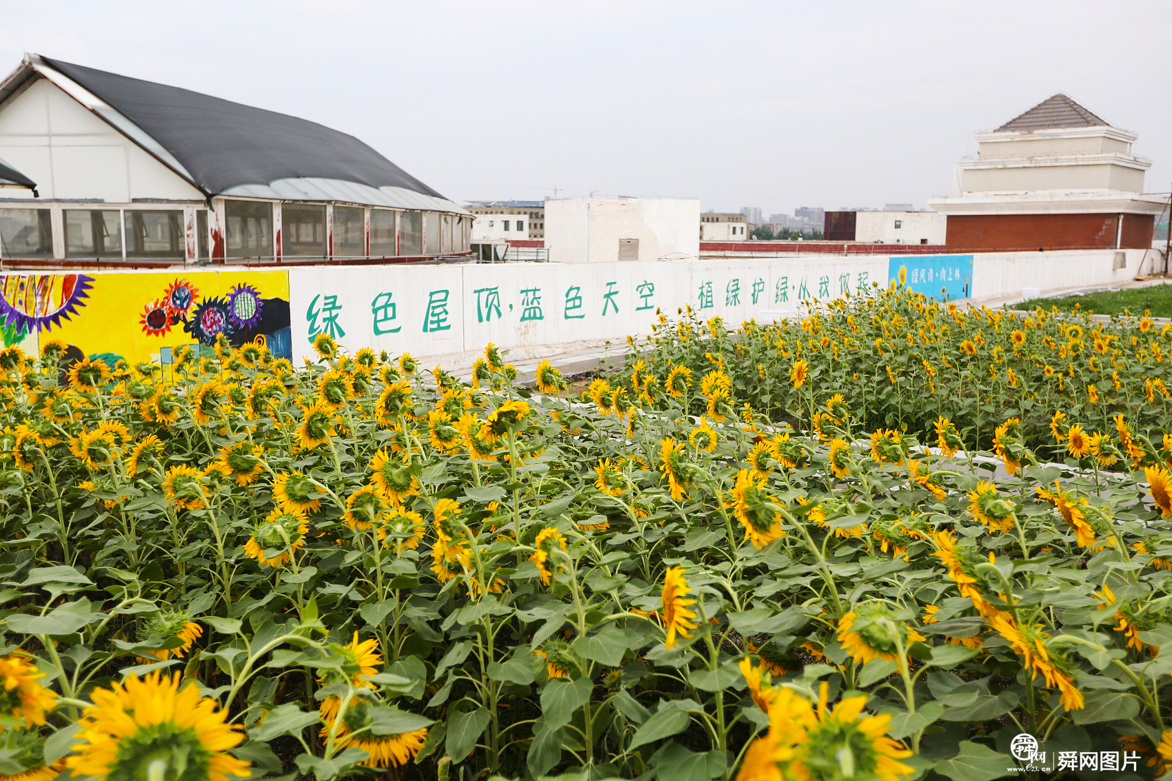 郑州一商场楼顶现3000平方米向日葵 养兔吃草引市民围观