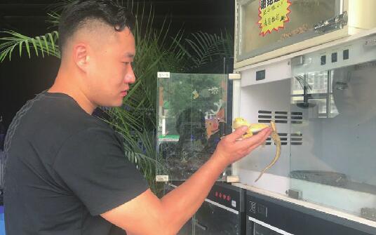 济南“爬宠圈”有个资深“爬友” 听他讲讲圈里的事儿