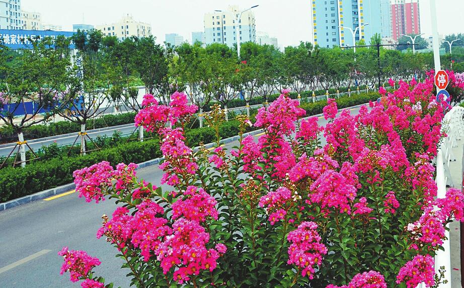 解放东路紫薇花开了！成夏日里的靓丽风景线