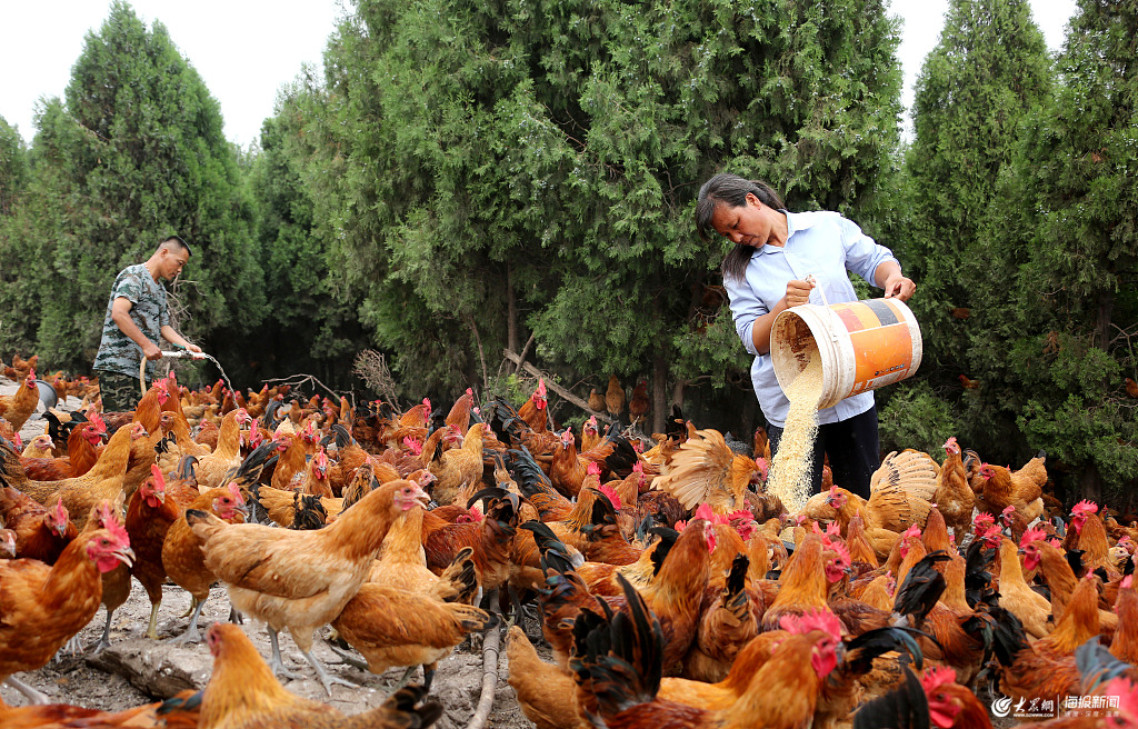 枣庄残疾夫妻散养“生态鸡”脱贫走富路