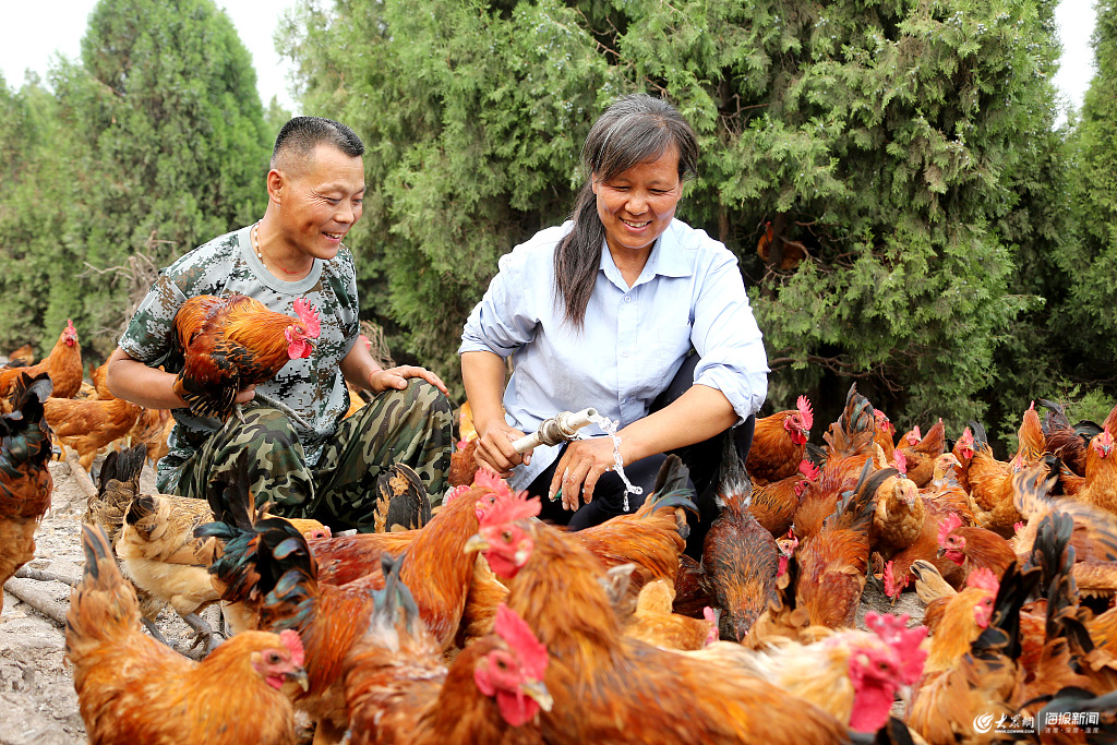 枣庄残疾夫妻散养“生态鸡”脱贫走富路