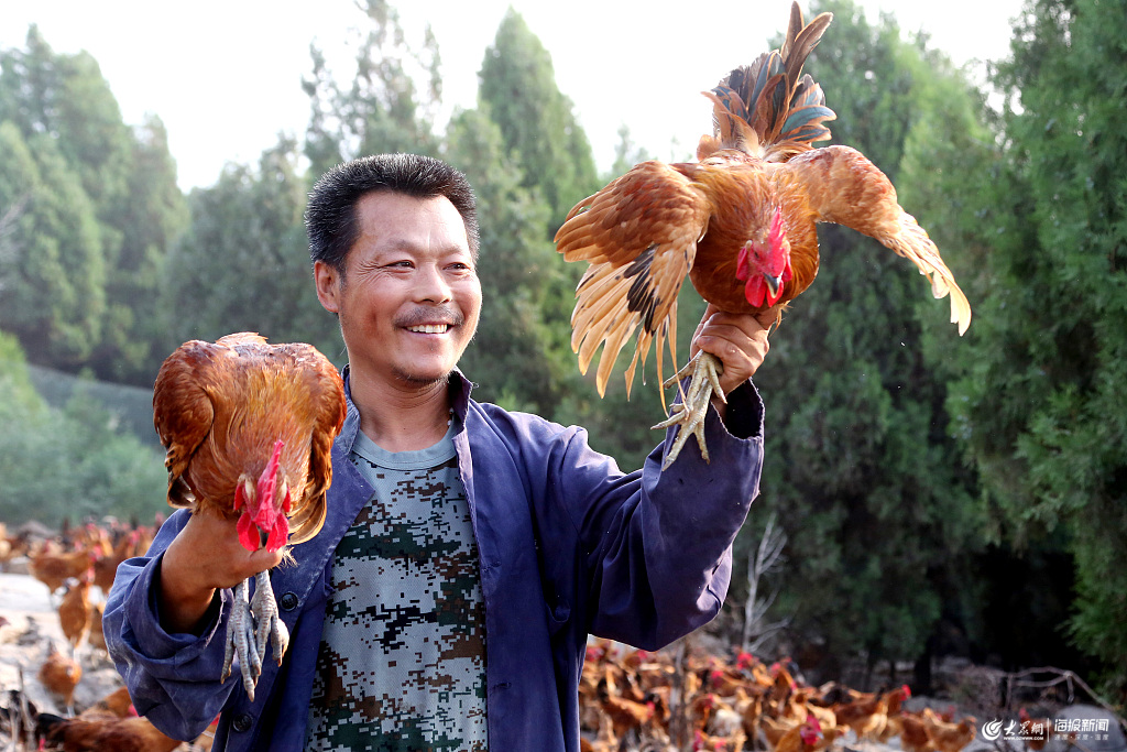 枣庄残疾夫妻散养“生态鸡”脱贫走富路