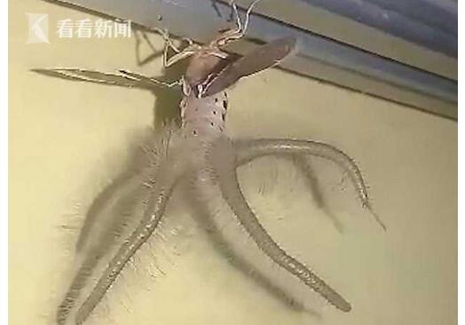 外星来的?男子拍下神秘生物 令人发毛不确定来头把人吓得不轻