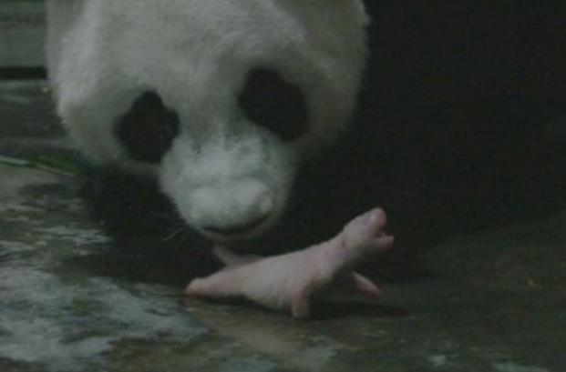 圆滚滚上线!大熊猫诞下龙凤胎 