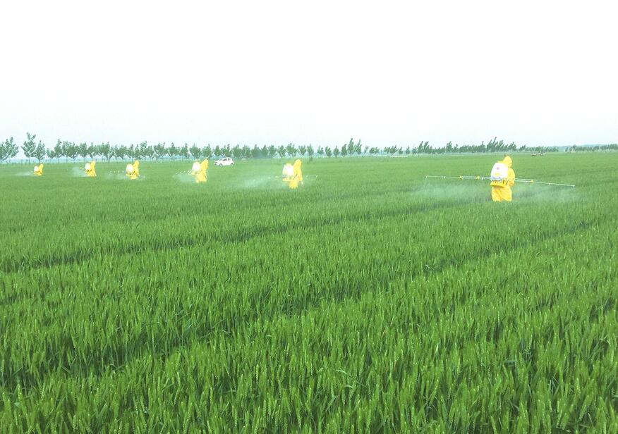 济南推进农业绿色发展 引领乡村生态振兴