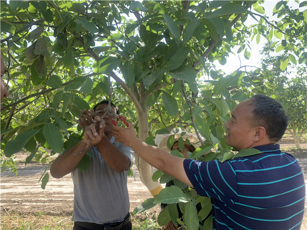 脱贫路上的村支书黄英杰：带领全村致富的梦 多年未曾改变