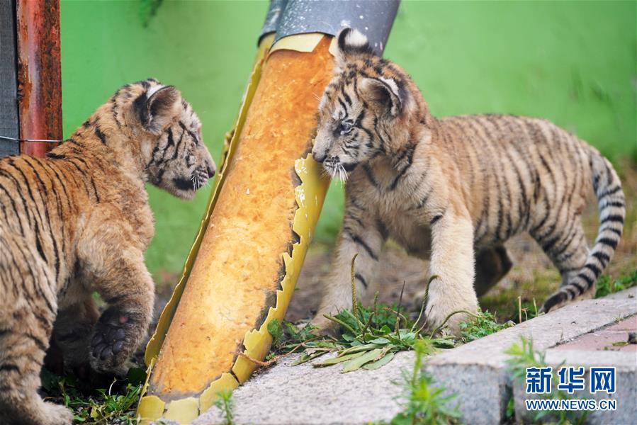 东北虎“幼儿园”：“萌娃”爱运动