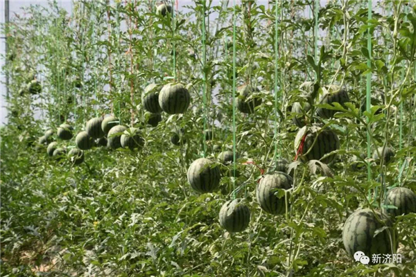 济阳农业迎来大发展！将建4处万亩和7处千亩蔬菜示范区