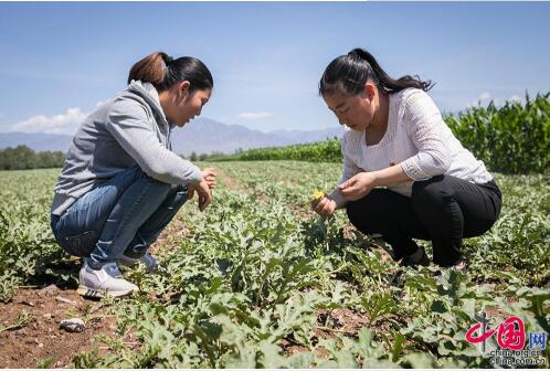 【边疆党旗红】从打工妹到十九大党代表 川妹子扎根兵团带头致富